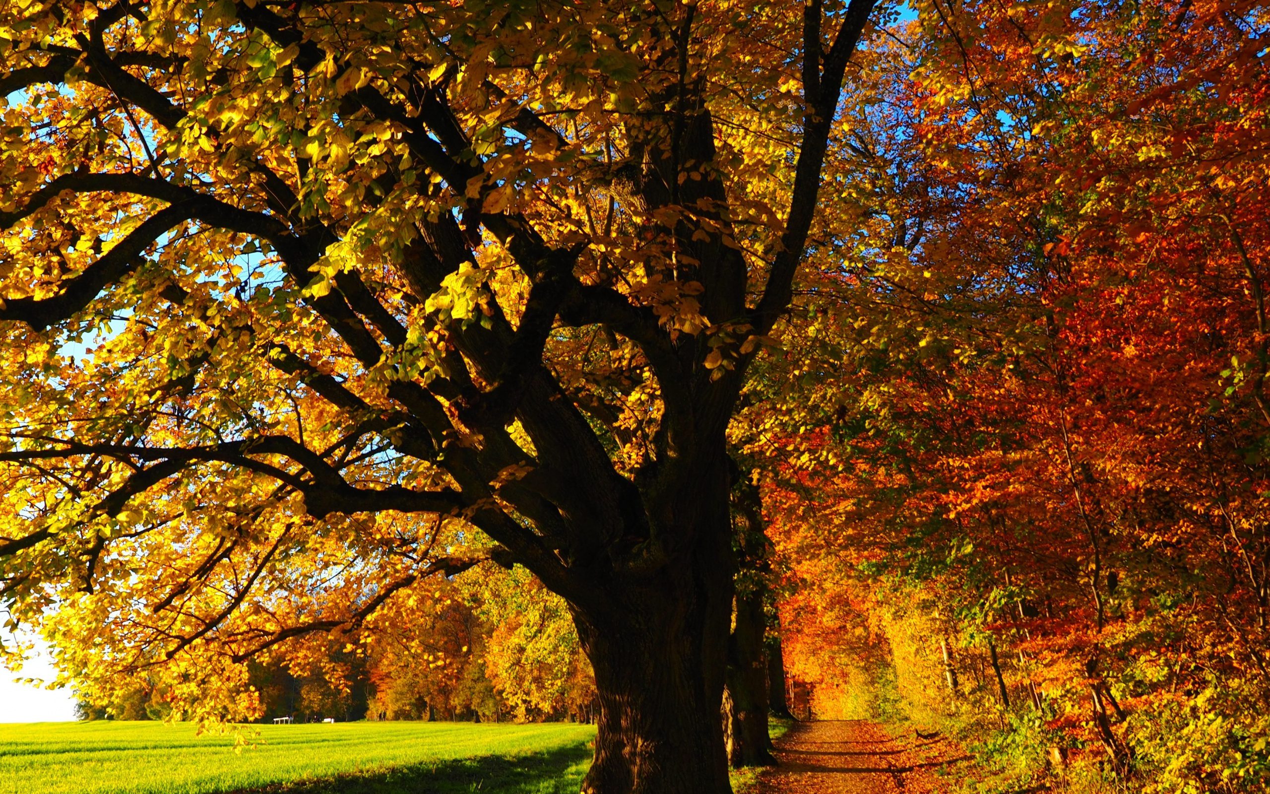 Beautiful Forest Footpath Full Size FHD Wallpaper For Laptop – HD Wallpapers Backgrounds Images